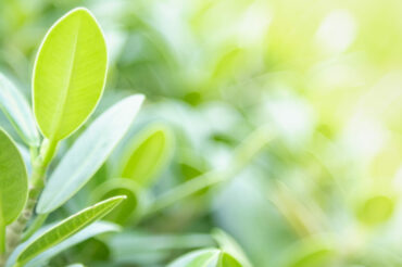 🌍 Une semaine pour l’environnement