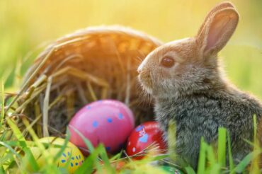 Joyeuses Pâques ! 🐰🌻